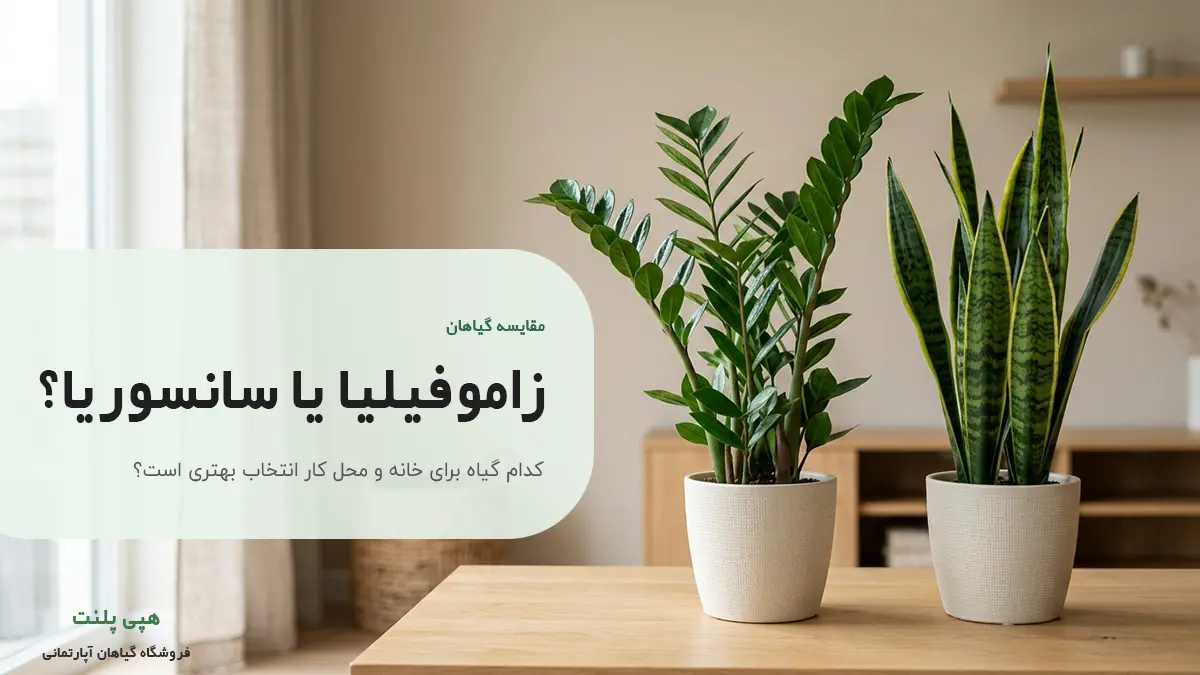 زاموفیلیا یا سانسوریا؟ انتخاب بهترین گیاه