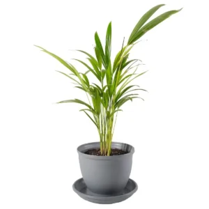 گیاه نخل اریکا (Dypsis lutescens)