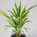 گیاه طبیعی نخل اریکا