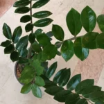 نمای نزدیک گیاه زاموفیلیا سبز