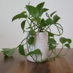 پتوس آپارتمانی مدل گلخانه از نمای رو به رو